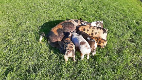 A sow nursing six piglets on grass