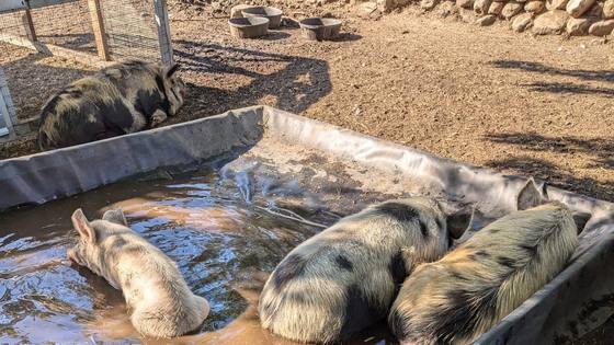 Three pigs lying in a muddy water wallow in the sun